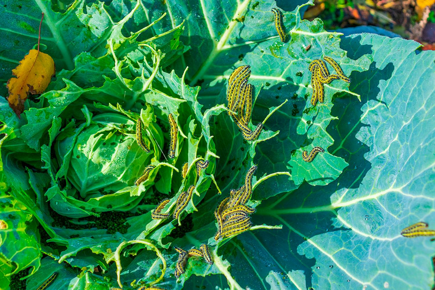 Kållarver skadedyr Kållarver skadedyr i haven